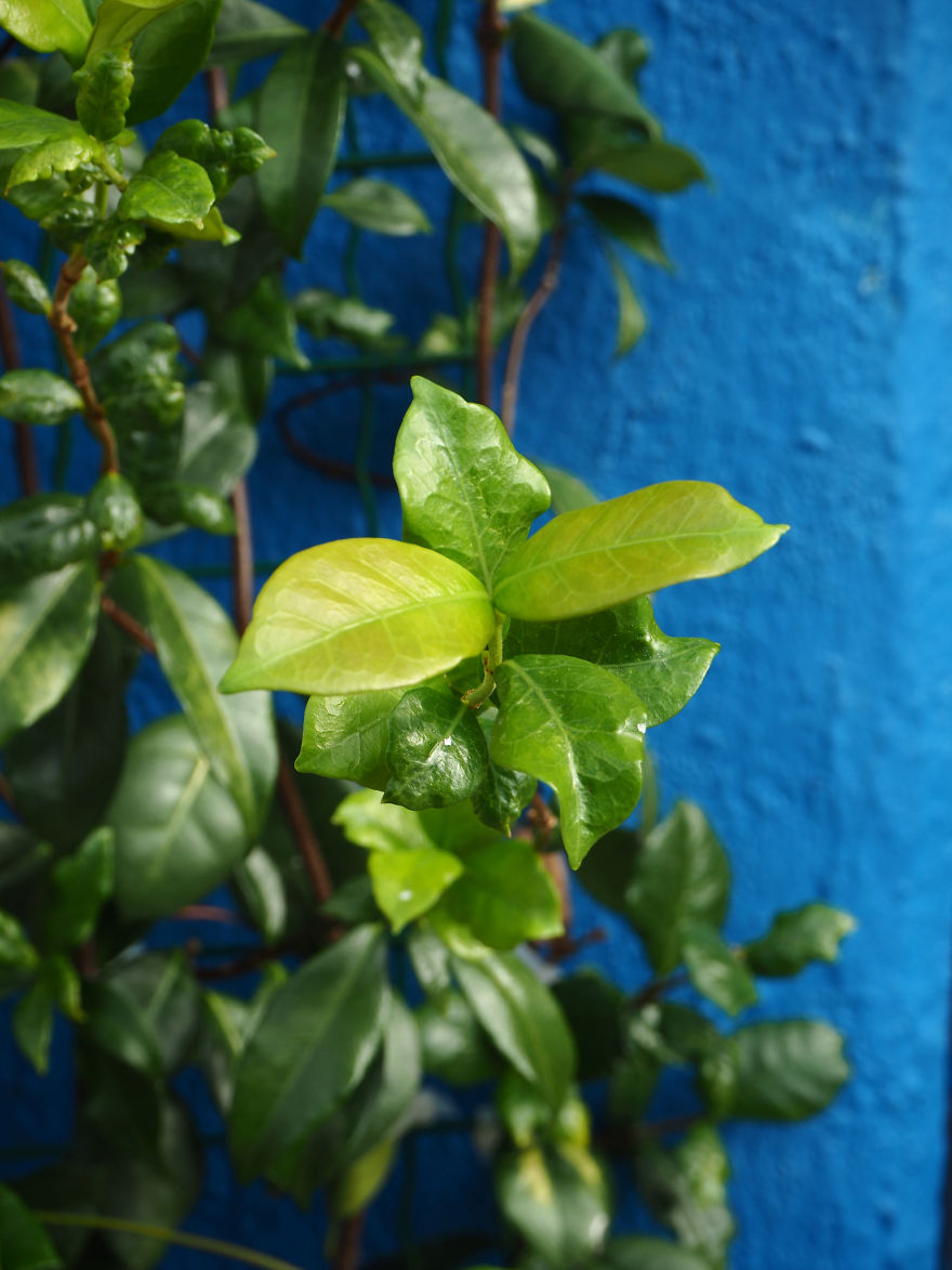 Went To Burano, Brought Back Some Colorful Pictures