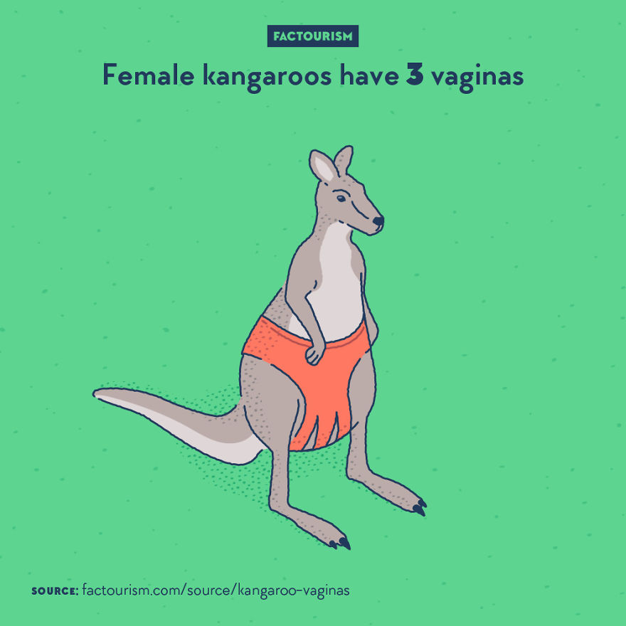 We Love Strange Facts And Decided To Draw Our Favourites. Here Are 30 Of Them.