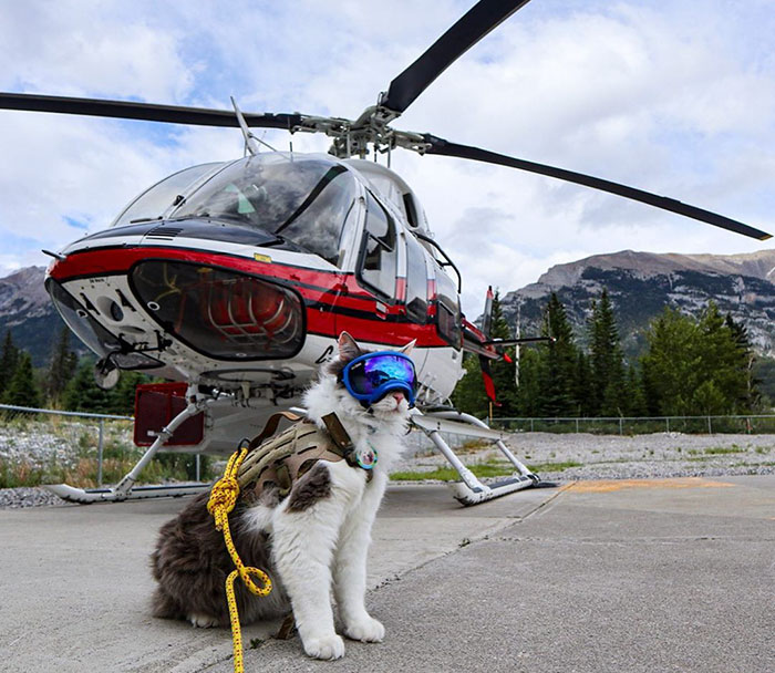 This Is Gary, The Meowntaineering Rescue Cat And His Adventures Are Adorable