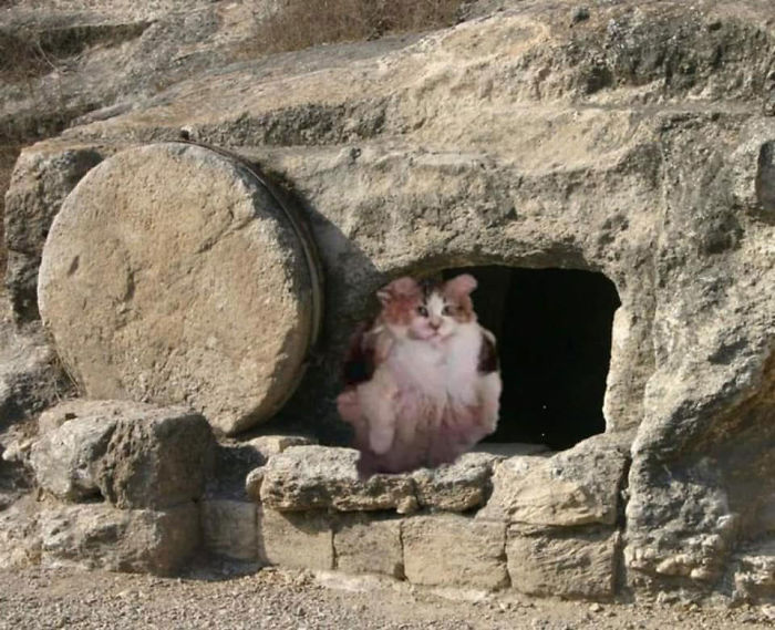 Good News, Everyone - Loops The Cat Is Alive And Well