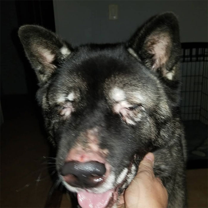 Owners Share Their Unique-Looking Pup's Heartbreaking Journey To Educate Others About A Very Serious Disease Owners Share Their Unique-Looking Pup's Heartbreaking Journey To Educate Others About A Very Serious Disease