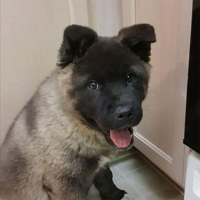 Owners Share Their Unique-Looking Pup's Heartbreaking Journey To Educate Others About A Very Serious Disease