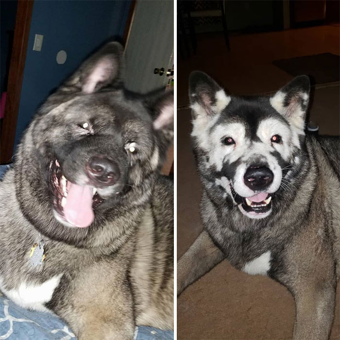 Owners Share Their Unique-Looking Pup's Heartbreaking Journey To Educate Others About A Very Serious Disease