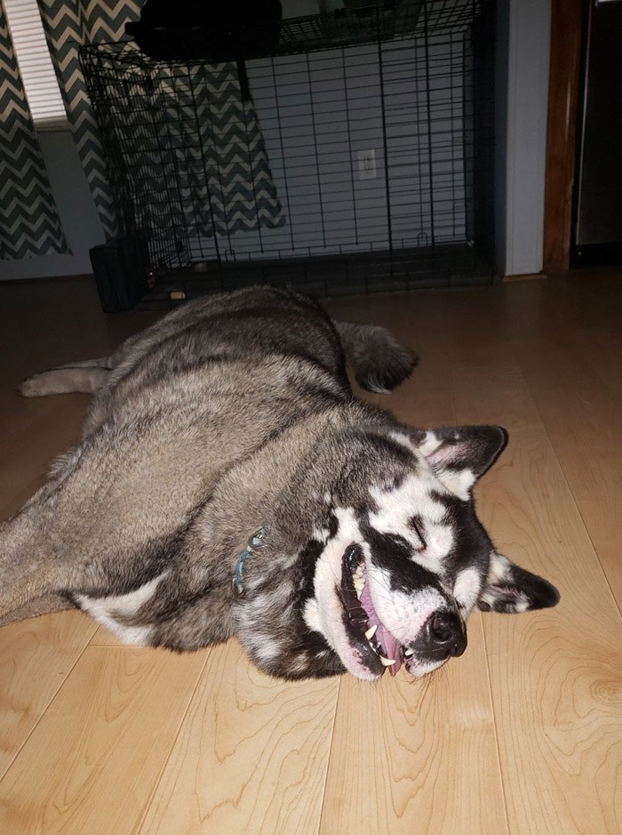 Owners Share Their Unique-Looking Pup's Heartbreaking Journey To Educate Others About A Very Serious Disease Owners Share Their Unique-Looking Pup's Heartbreaking Journey To Educate Others About A Very Serious Disease