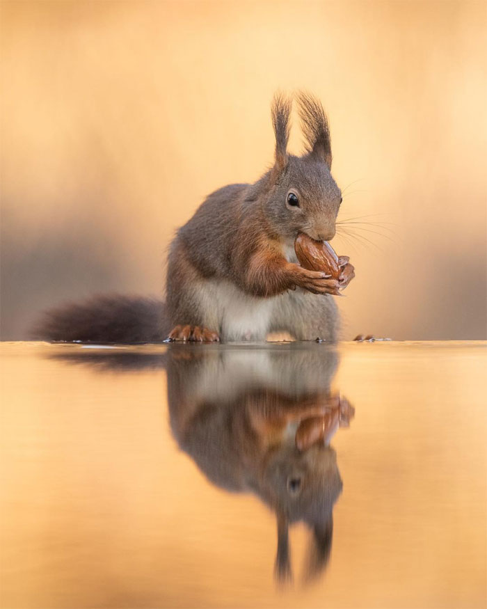 Animals-Photography-Dick-Van-Dujin