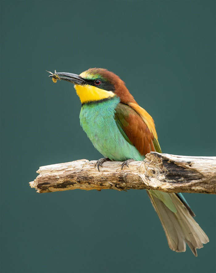 Animals-Photography-Dick-Van-Dujin