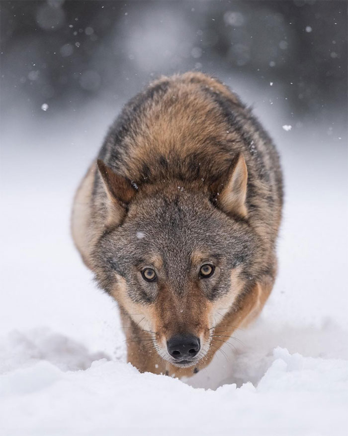 Animals-Photography-Dick-Van-Dujin