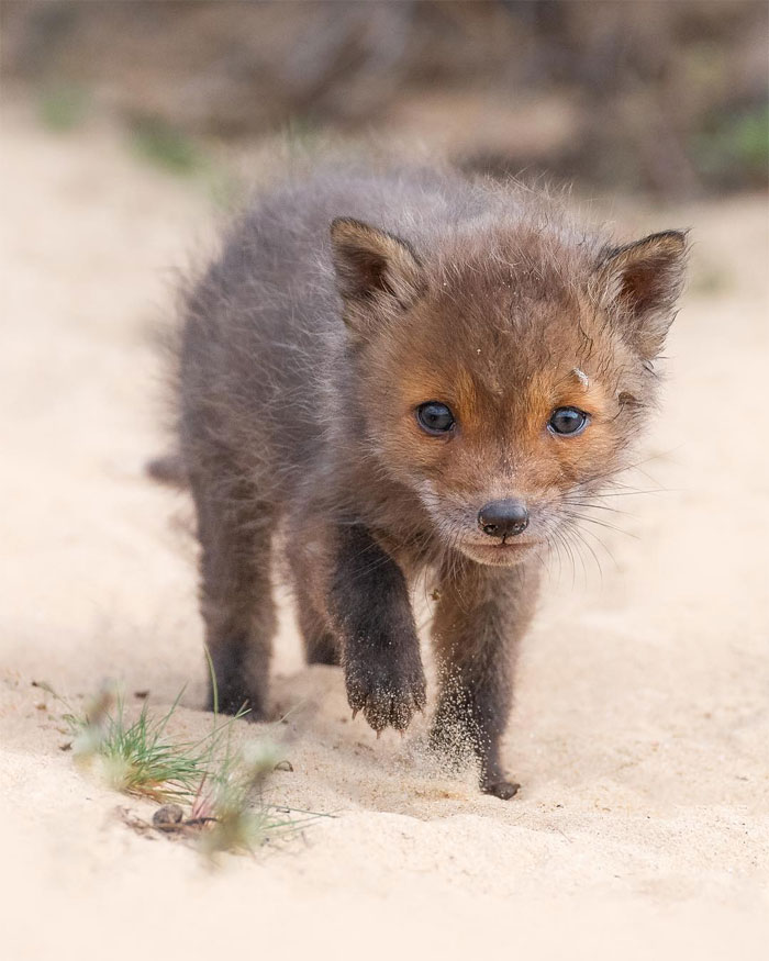 Animals-Photography-Dick-Van-Dujin