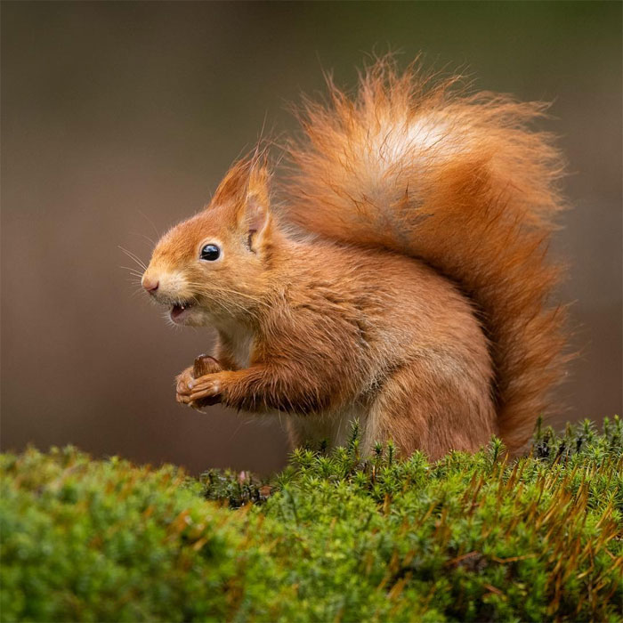 Animals-Photography-Dick-Van-Dujin