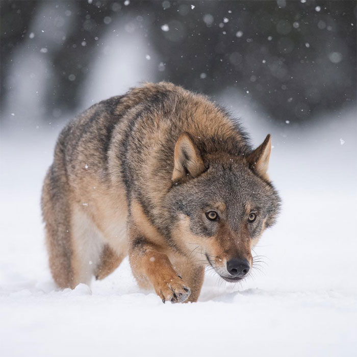 Animals-Photography-Dick-Van-Dujin