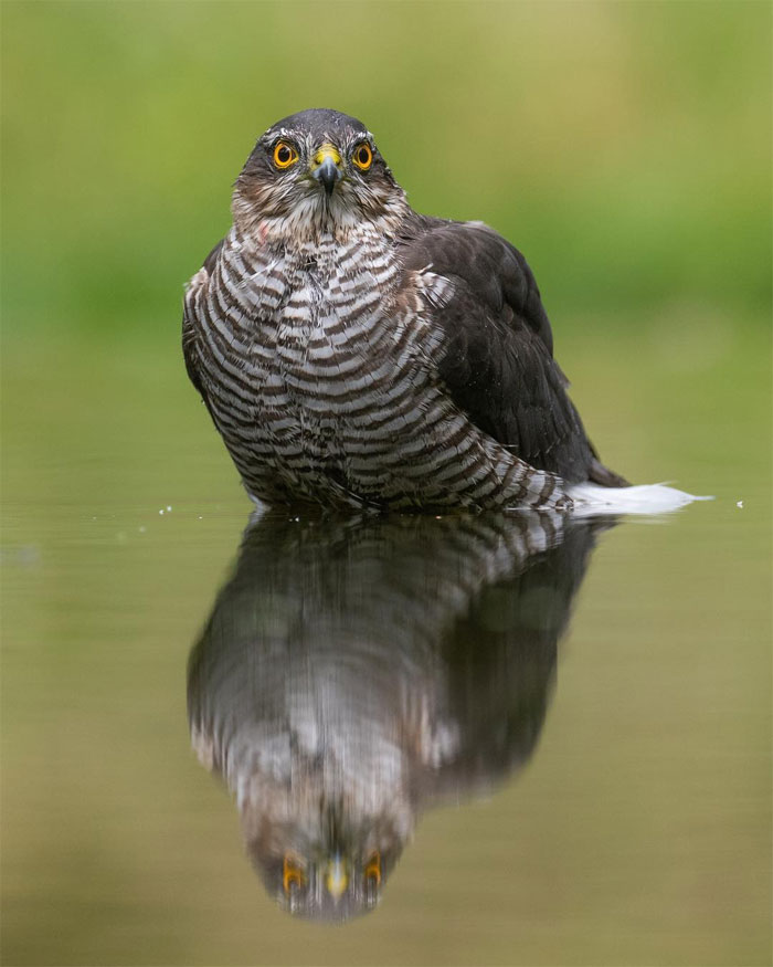 Animals-Photography-Dick-Van-Dujin