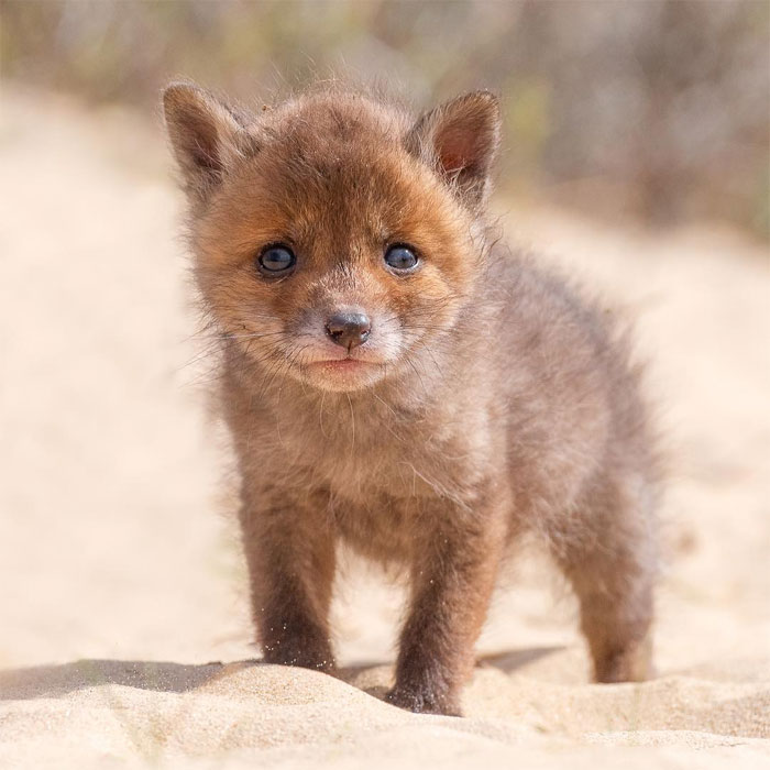 Animals-Photography-Dick-Van-Dujin