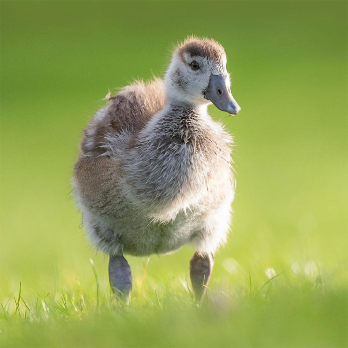 Animals-Photography-Dick-Van-Dujin