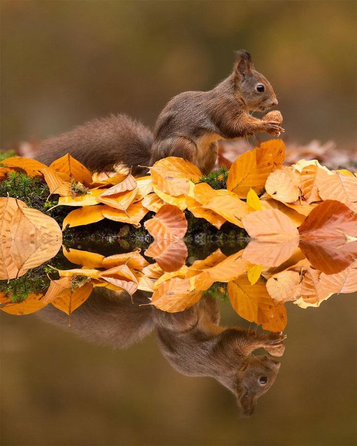 Animals-Photography-Dick-Van-Dujin