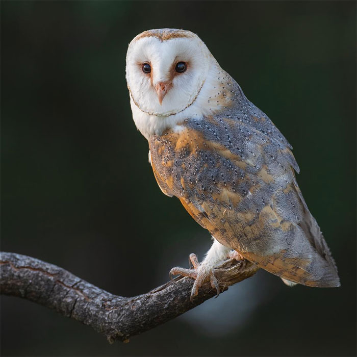 Animals-Photography-Dick-Van-Dujin