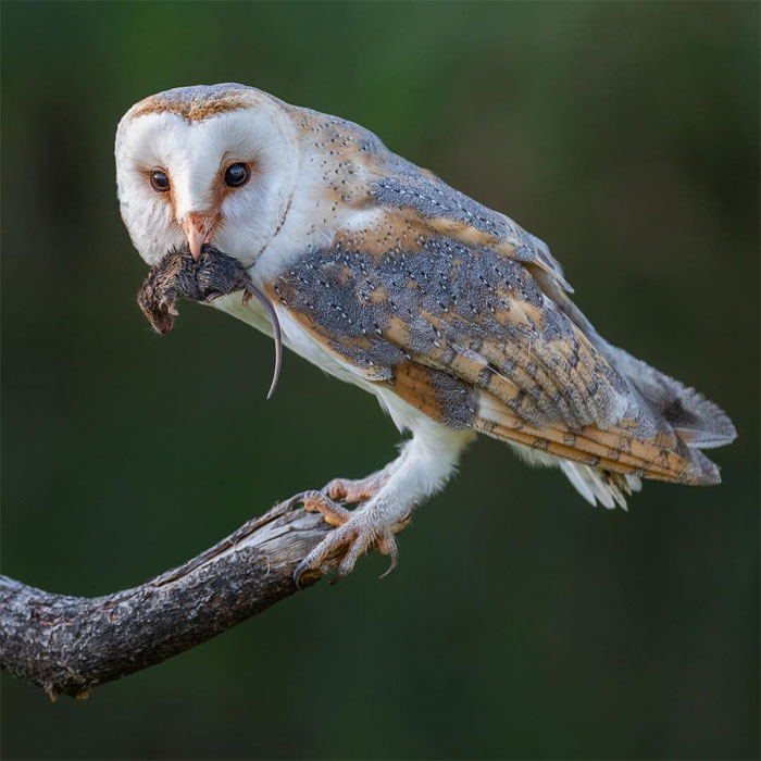 Animals-Photography-Dick-Van-Dujin