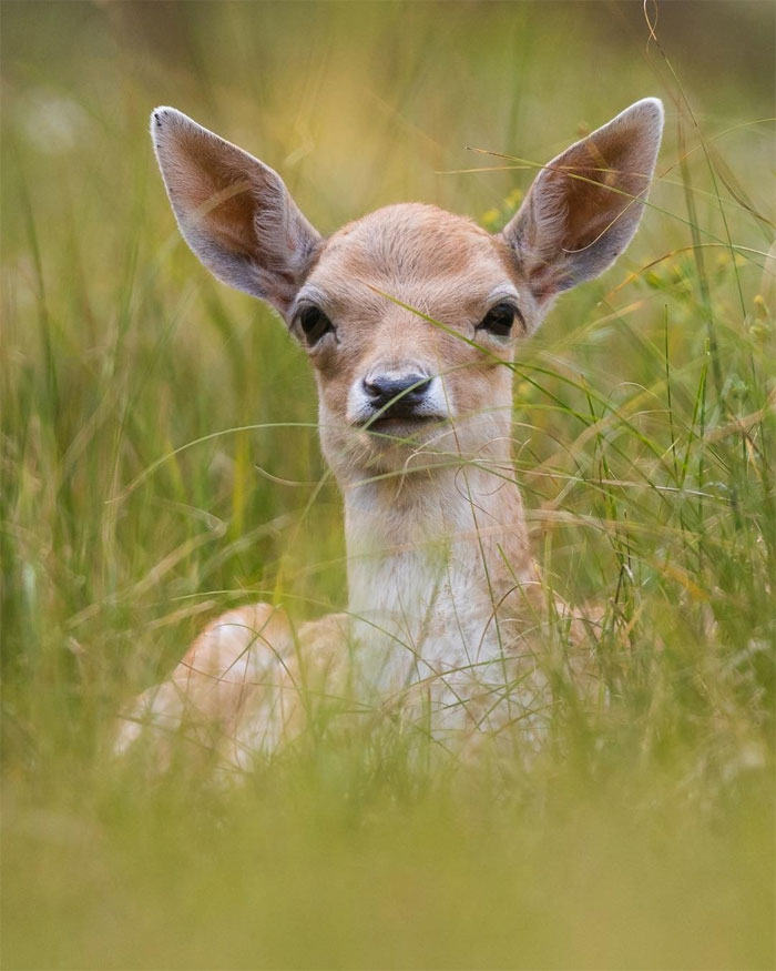 Animals-Photography-Dick-Van-Dujin