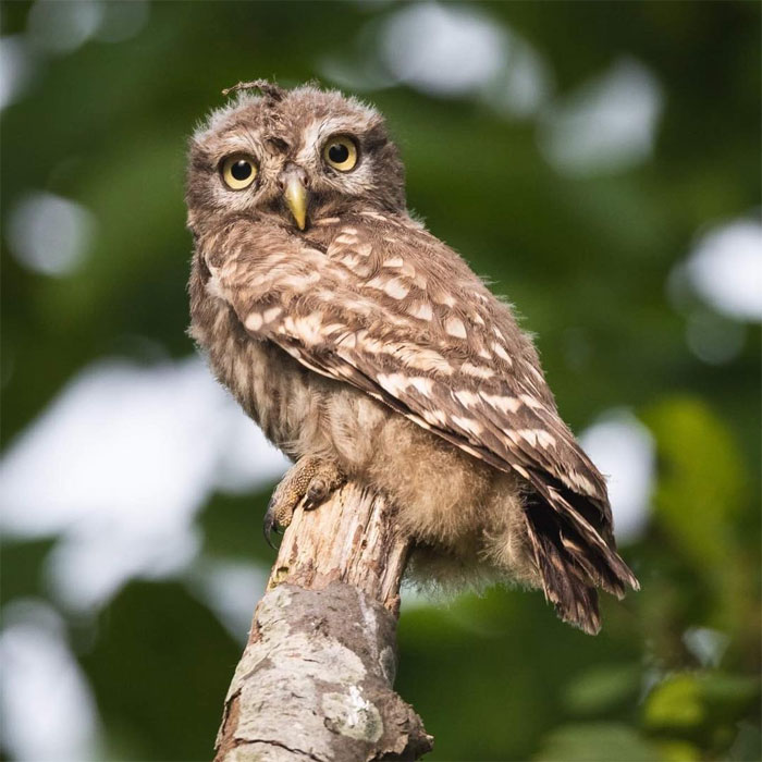 Animals-Photography-Dick-Van-Dujin