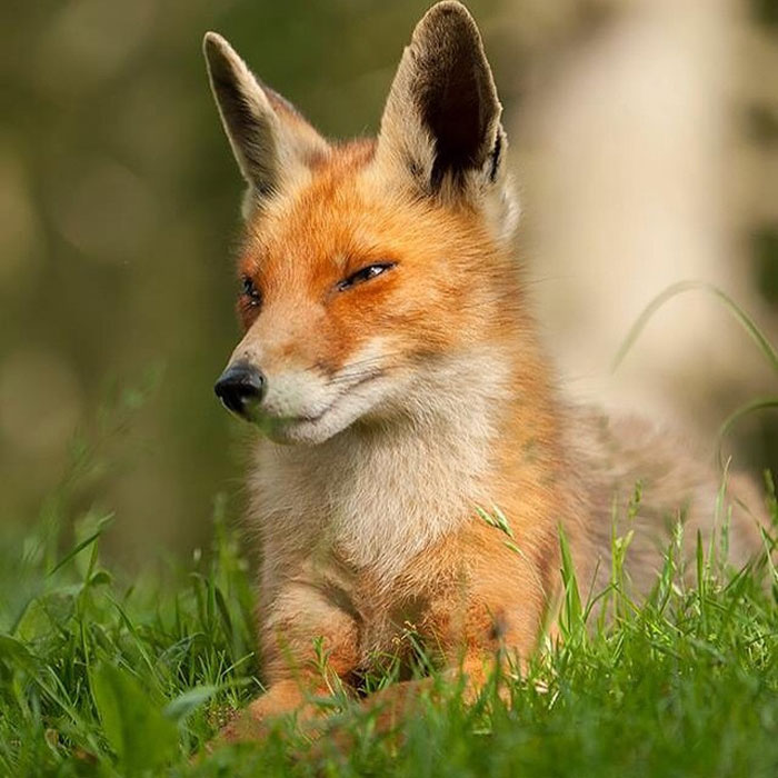 Animals-Photography-Dick-Van-Dujin