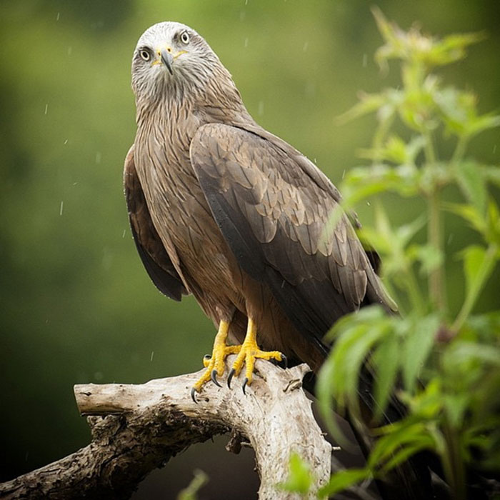 Animals-Photography-Dick-Van-Dujin