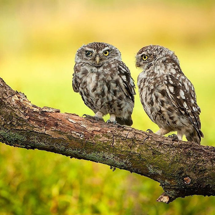 Animals-Photography-Dick-Van-Dujin