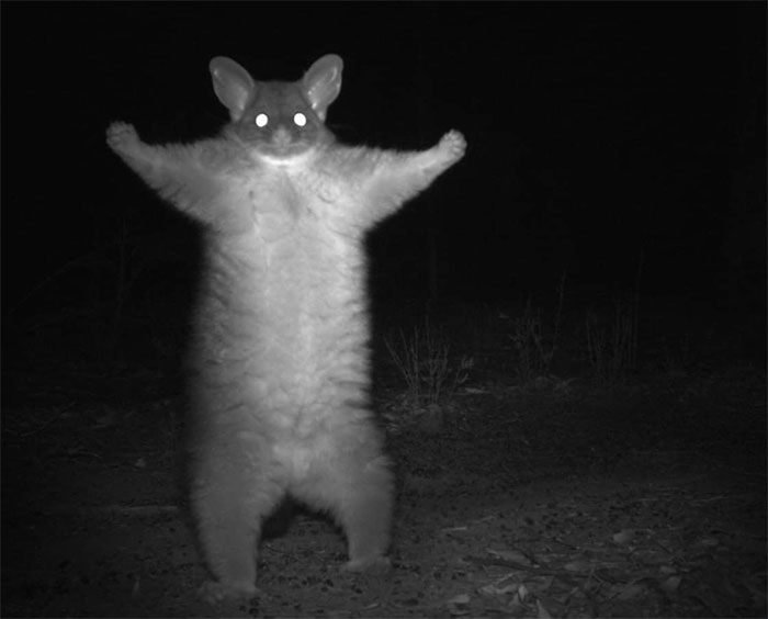 Animals-With-Threatening-Auras