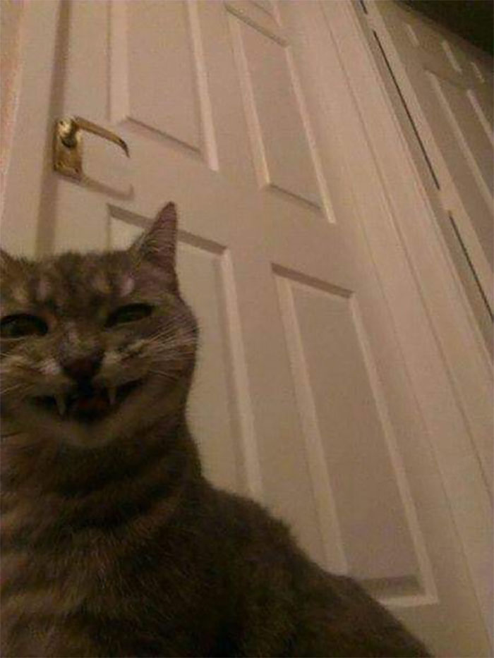 Animals-With-Threatening-Auras