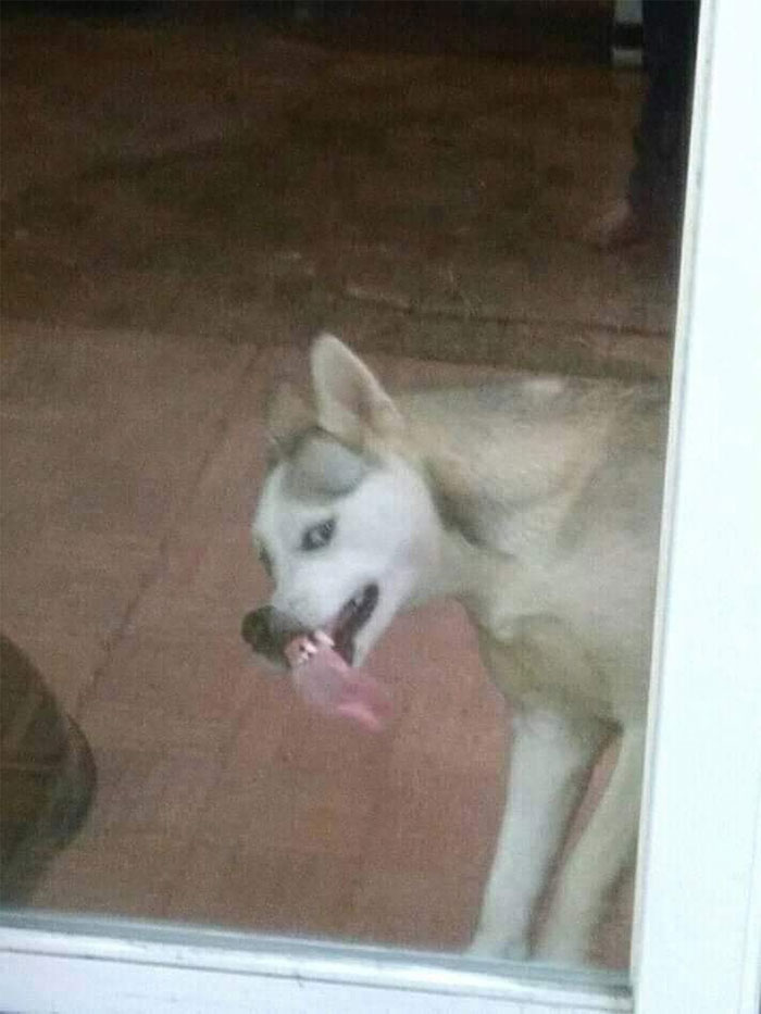 Animals-With-Threatening-Auras