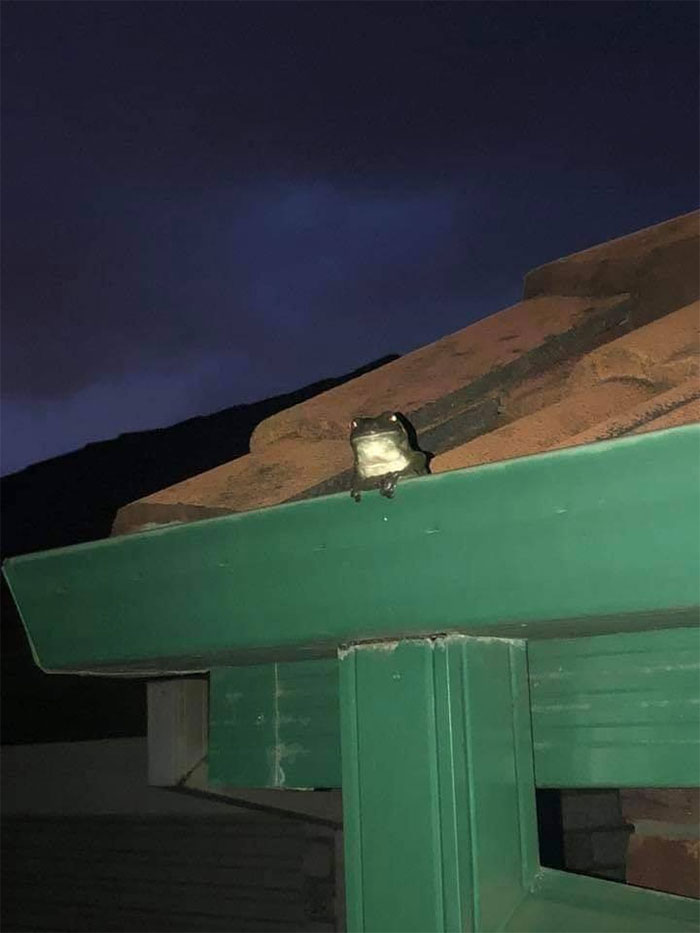 Animals-With-Threatening-Auras