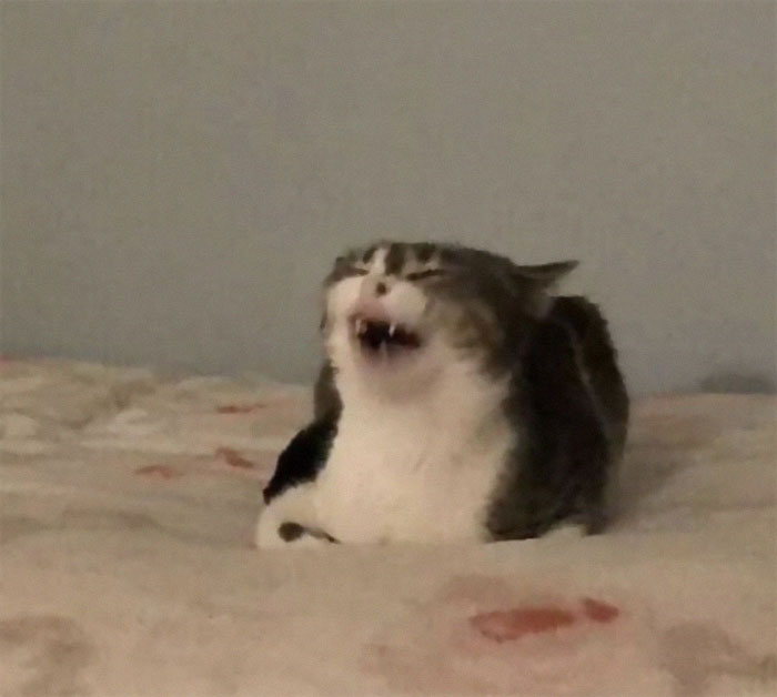 Animals-With-Threatening-Auras