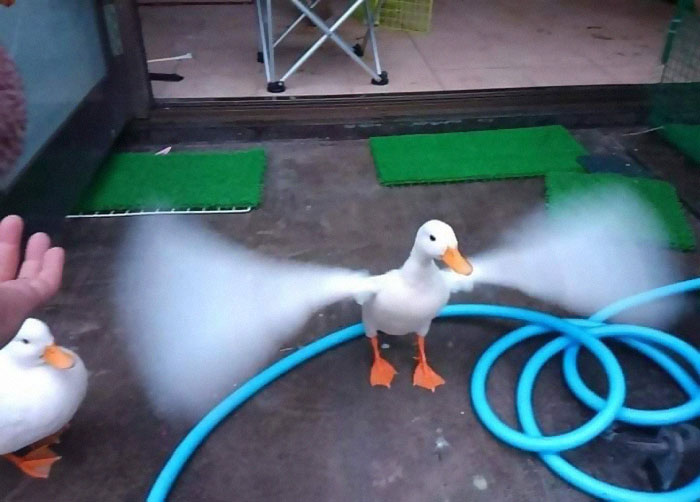 Animals-With-Threatening-Auras