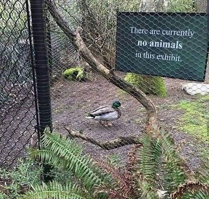 Animals-With-Threatening-Auras