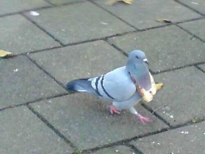 Animals-With-Threatening-Auras