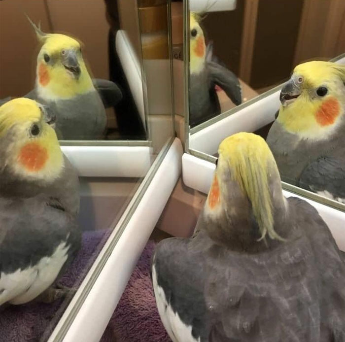 Animals-With-Threatening-Auras