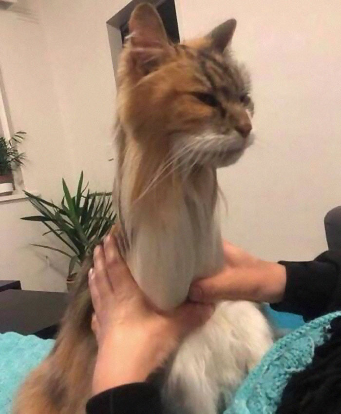 Animals-With-Threatening-Auras