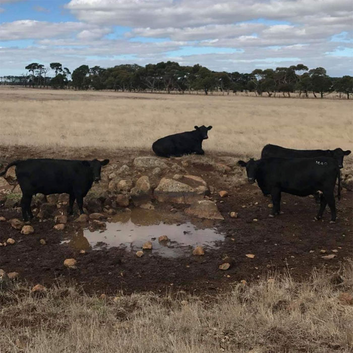 Animals-With-Threatening-Auras