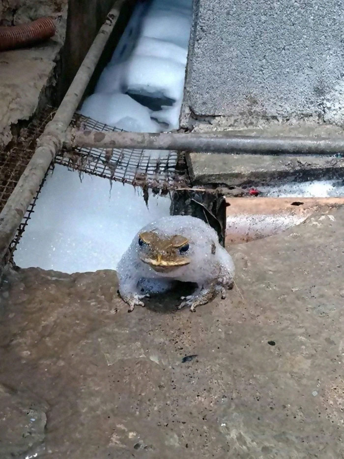 Animals-With-Threatening-Auras