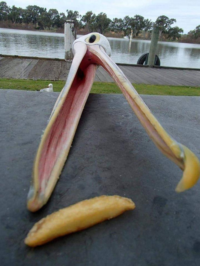 Animals-With-Threatening-Auras