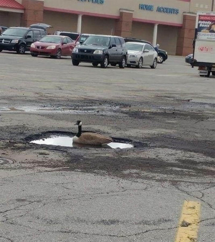 Animals-With-Threatening-Auras