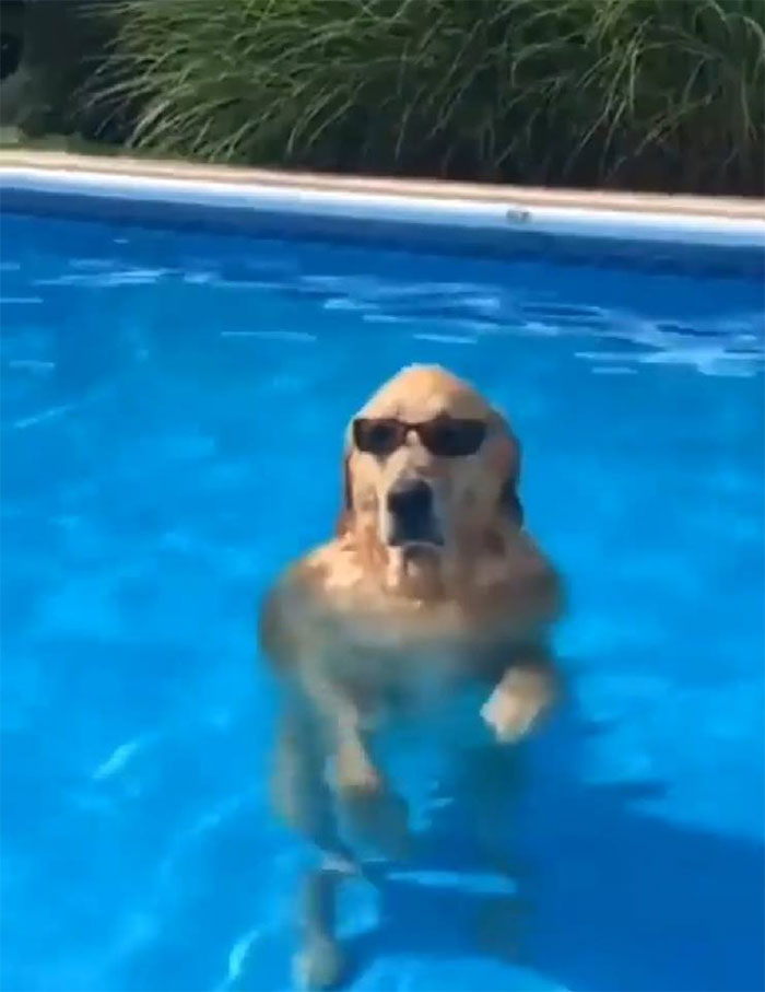 Animals-With-Threatening-Auras