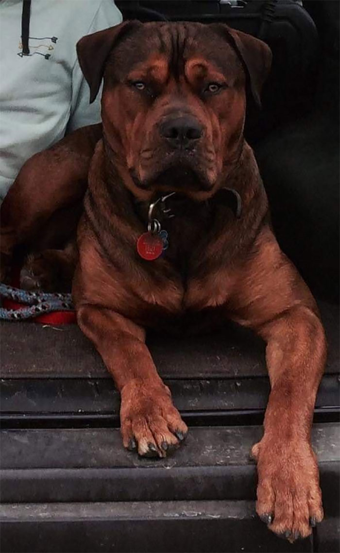 Animals-With-Threatening-Auras