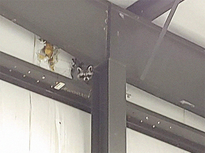 Animals-With-Threatening-Auras