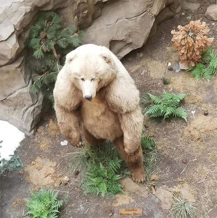 Animals-With-Threatening-Auras