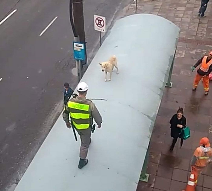 Animals-With-Threatening-Auras