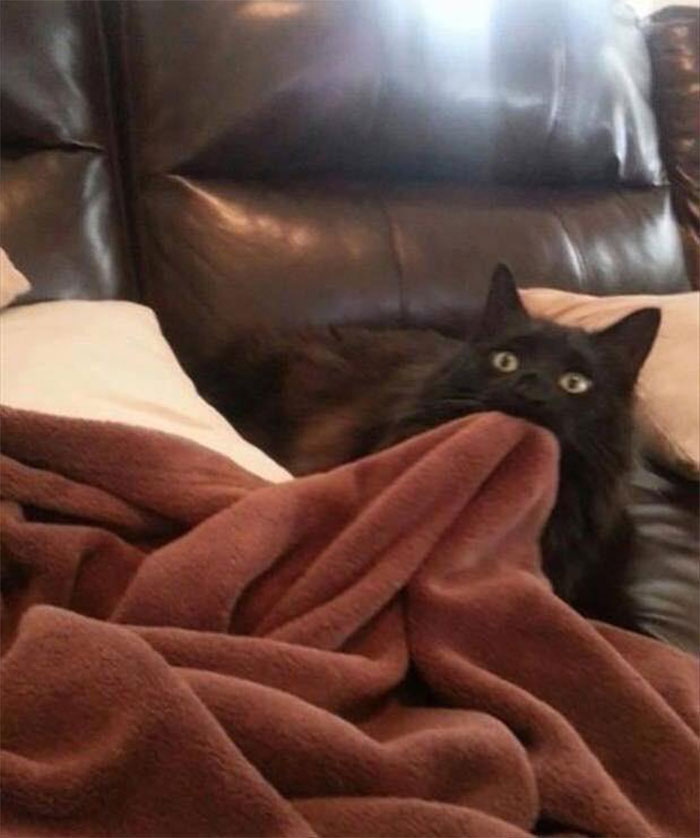 Animals-With-Threatening-Auras