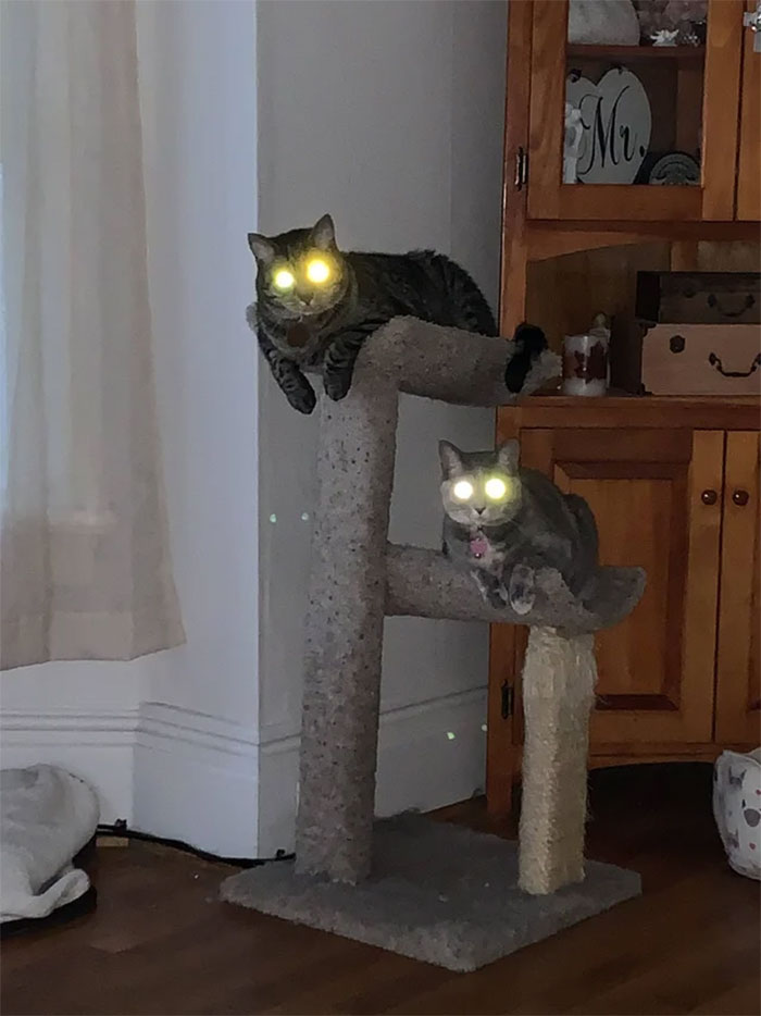 Animals-With-Threatening-Auras