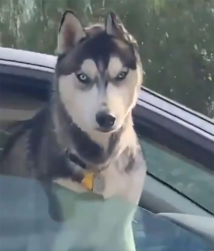 Animals-With-Threatening-Auras