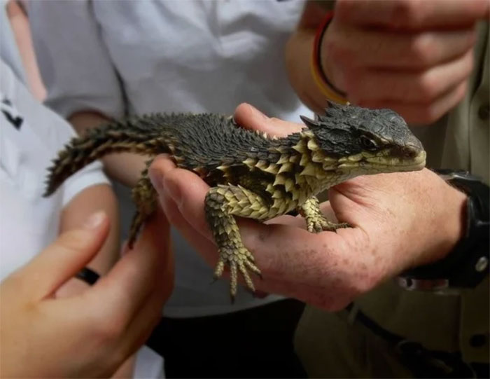 Animals-With-Threatening-Auras