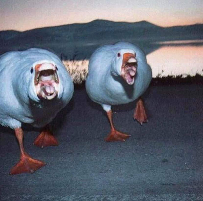 Animals-With-Threatening-Auras