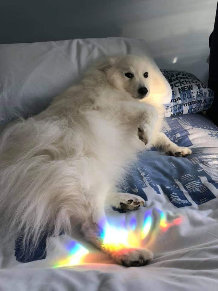 Animals-With-Threatening-Auras